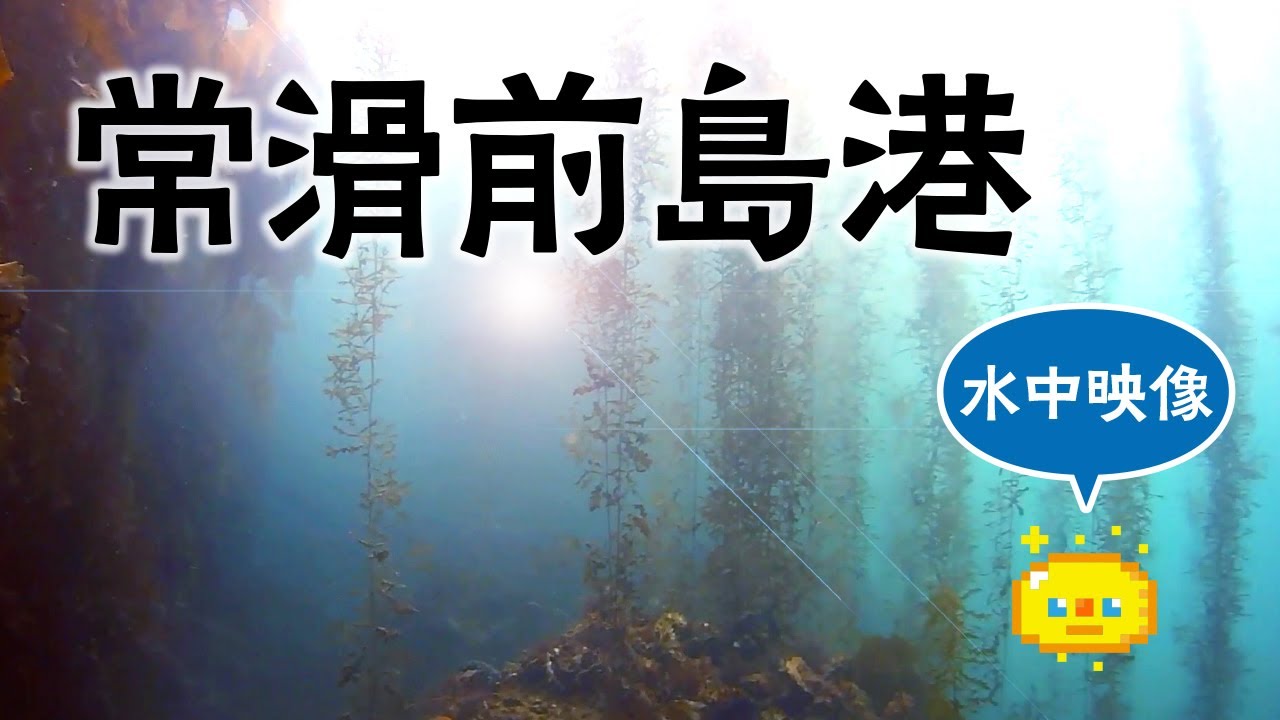 【水中映像】常滑前島港 釣り場調査 / Underwater video
