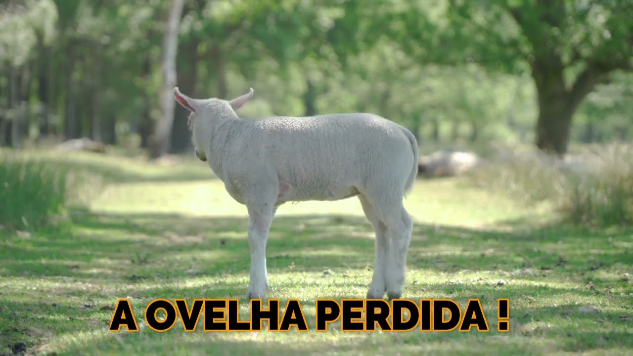 A OVELHA PERDIDA.
