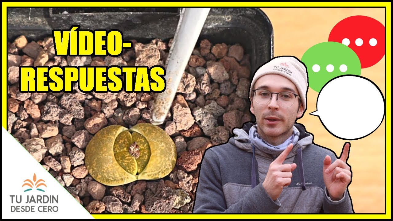 DUDAS: Muda y floración de Lithops | Trasplantes | ¿Cuándo regar? [VÍDEO-RESPUESTAS sobre LITHOPS]