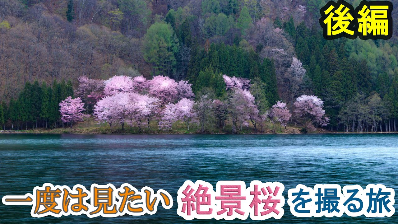 中綱湖のおすすめ桜絶景を撮りに行ったらギリギリ撮れた旅【2022長野春後編】(鹿島槍ヶ岳→青木湖→中綱湖)　 Ι 絶景屋(Photo & Drive)