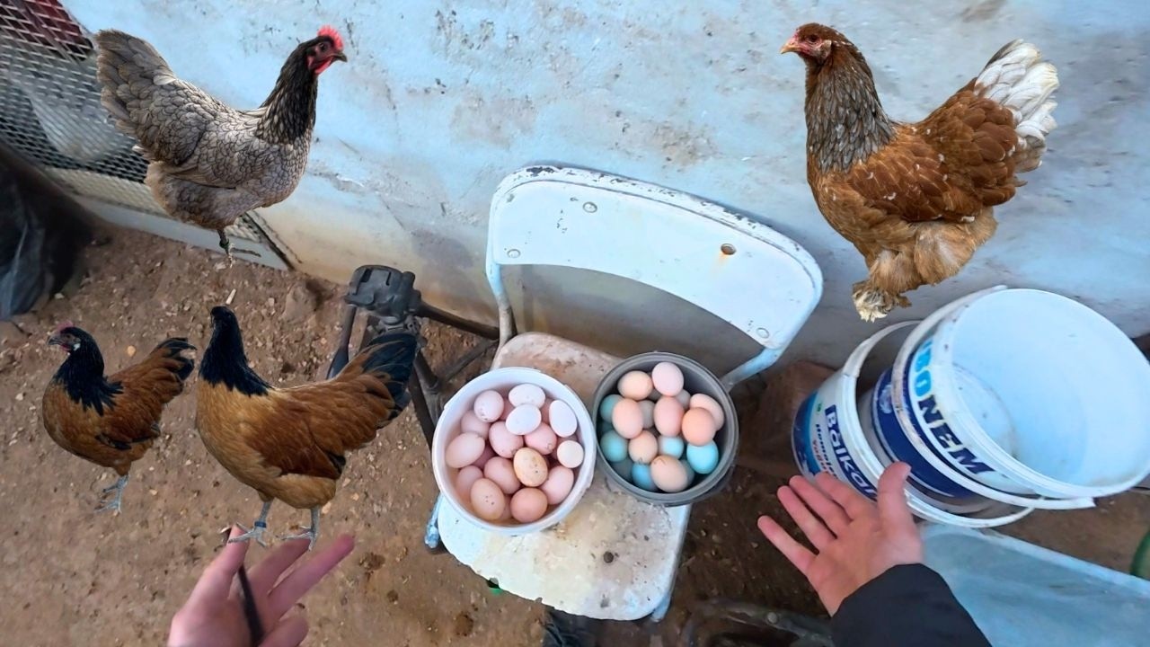 2 GÜNLÜK YUMURTA TOPLADIM KOVALAR DOLDU TAŞTI - YAĞMUR DURMUYOR