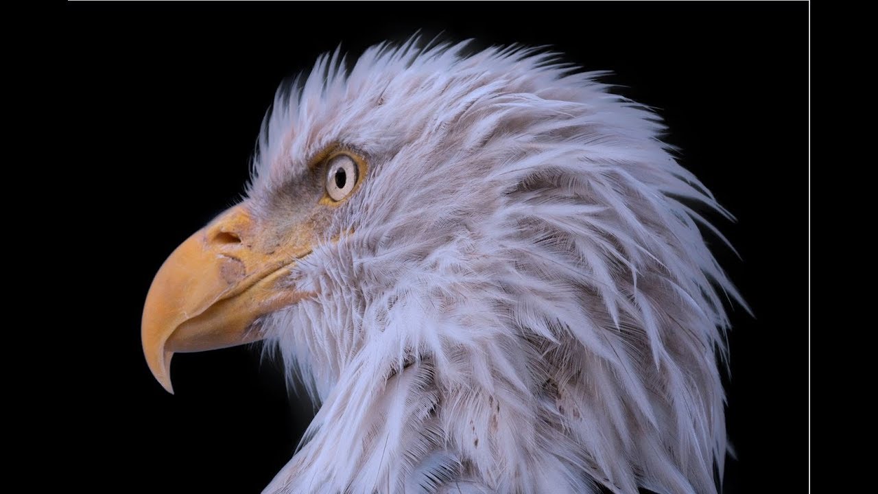 Stunning  Eagle Clips Live Show in 4K