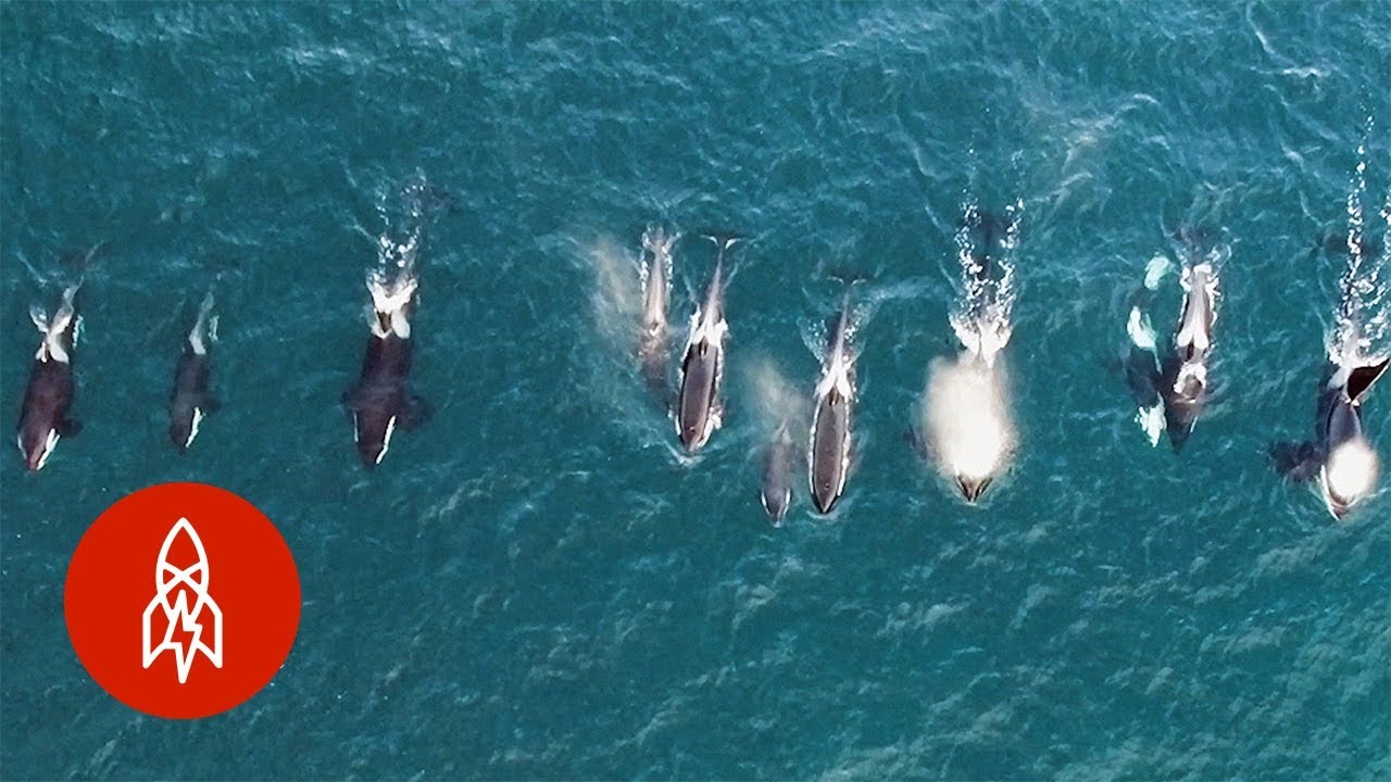Nadando con orcas en el Océano Ártico