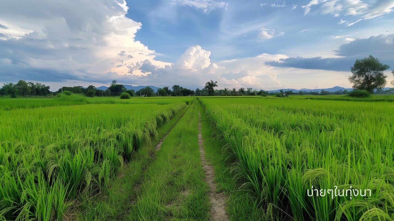 บ่ายเงียบ ๆ ในทุ่งนา | เปิดไว้ให้บ้านไม่เงียบ