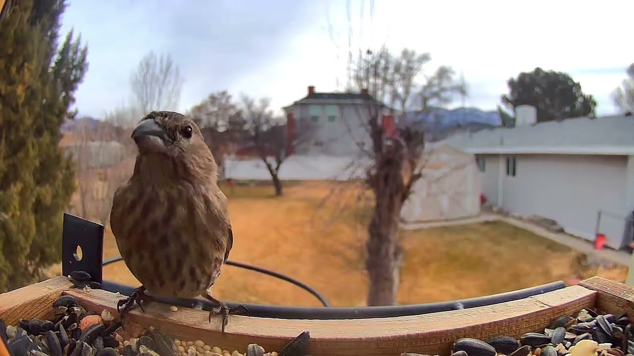 Cat Tv Background Bird ASMR