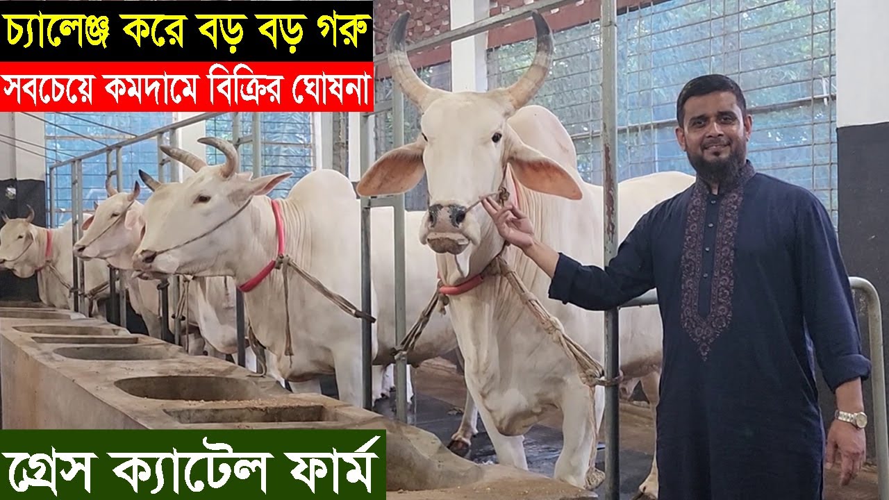 2024 ঈদে গ্রেস ক্যাটেল ফার্ম চ্যালেঞ্জ করে ঘোষনা দিলেন বড় বড় গরু সবচেয়ে কমদামে বিক্রি করবেন