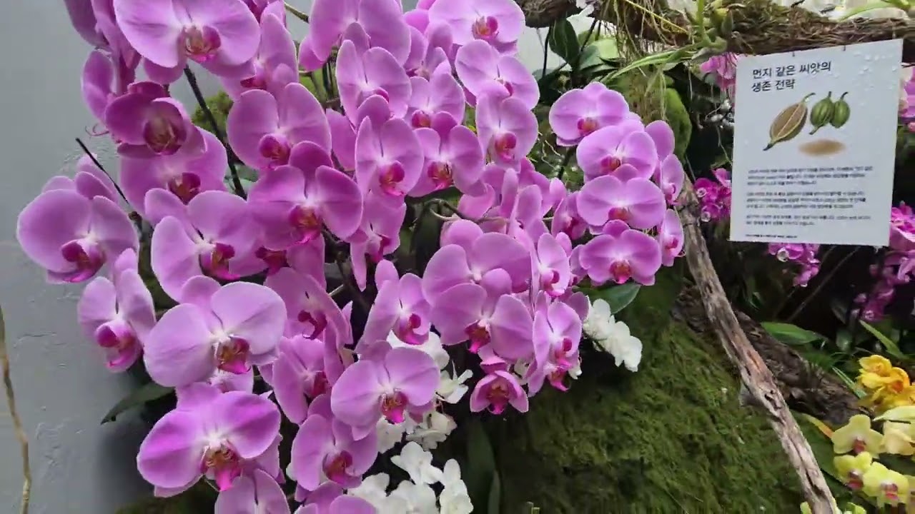 여기가 천국일세 #국립세종수목원