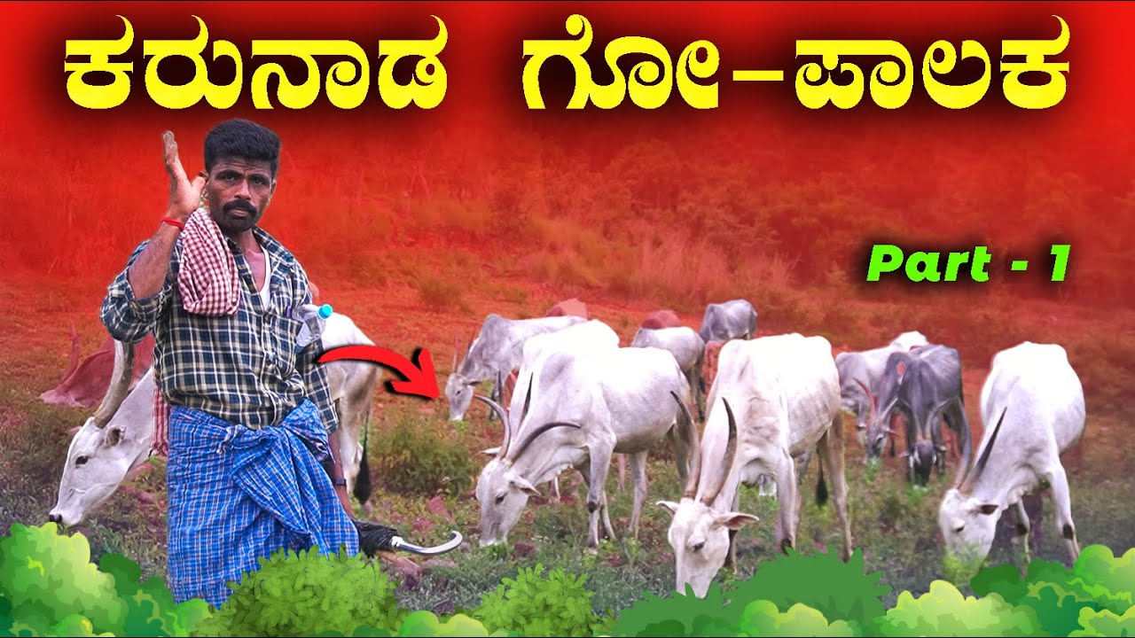ಅರಸೀಕೆರೆಯ ನಾಗರಾಜು ರವರ ಹಳ್ಳಿಕಾರ್ ಸಾಮ್ರಾಜ್ಯ || HALLIKAR CATTLES OF FARMER NAGARAJU ARASIKERE