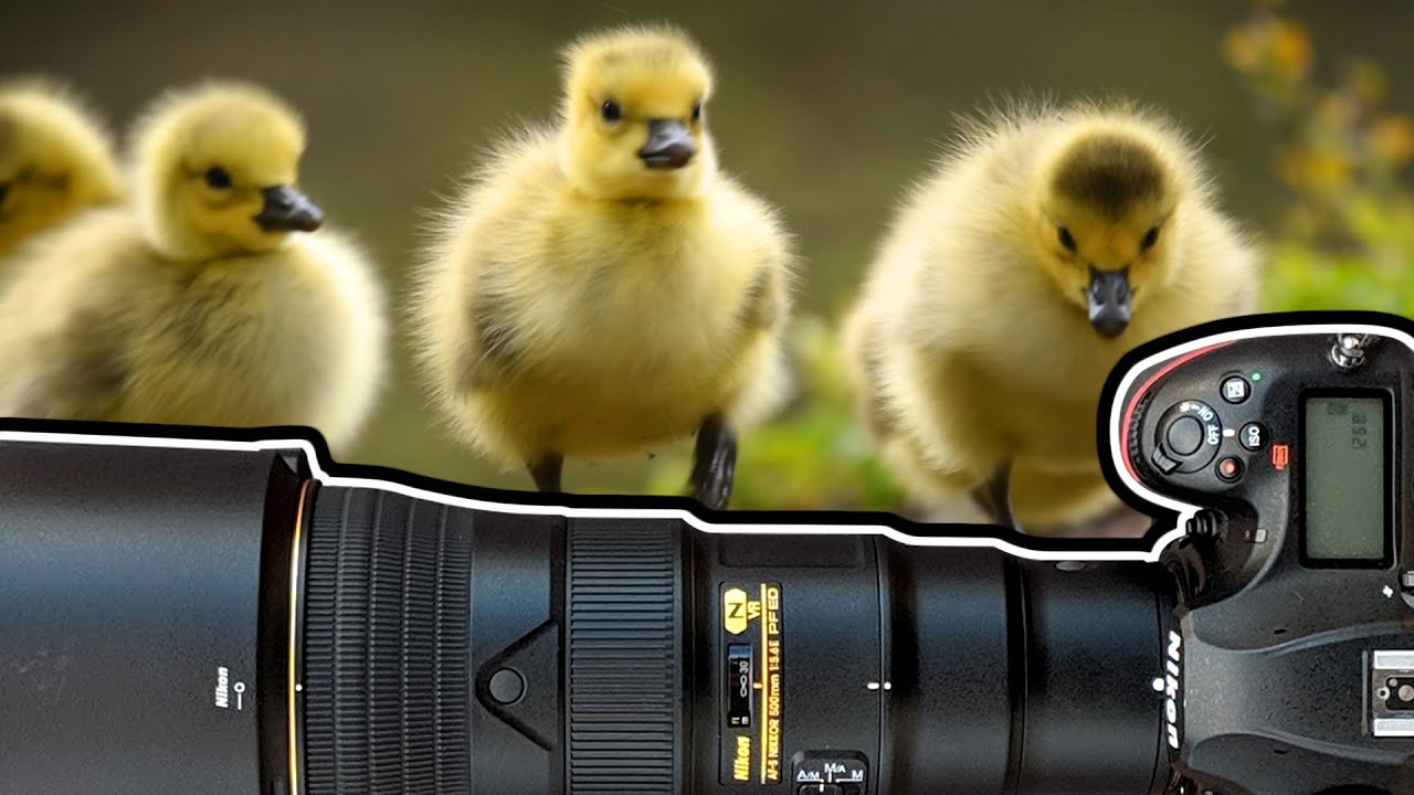 Ducklings, Goslings & Moorhen Chicks! Wildlife Photography Vlog
