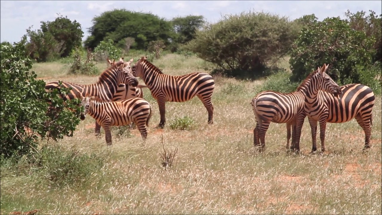 Kenya Neptune Palm Beach Boutique Resort 2018 Tsavo