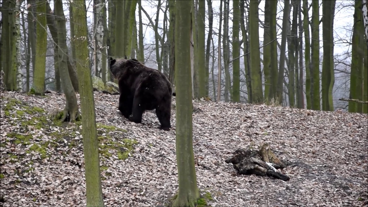 Zoo Poznań - azyl dla niedźwiedzi - Borys