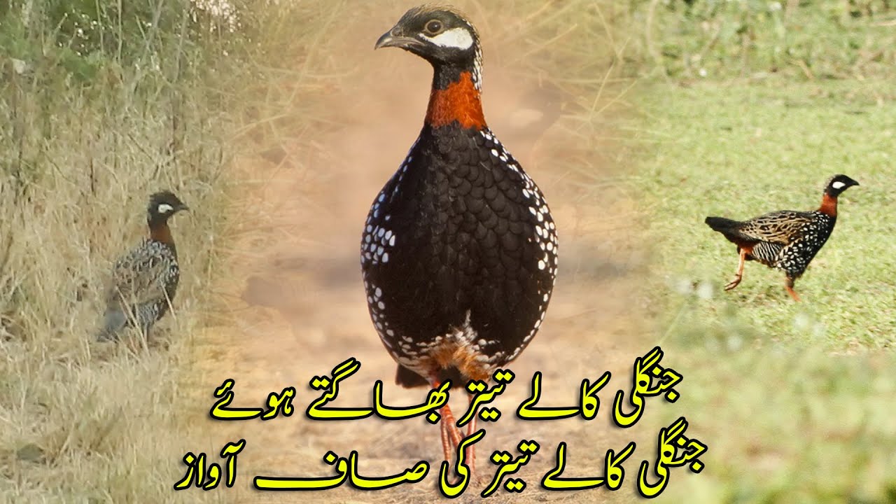 Teetar Bhagty Hue | Kala Teetar | Wild Francolin | Black Partridge | Teetar ki Awaz | Desi Teetar