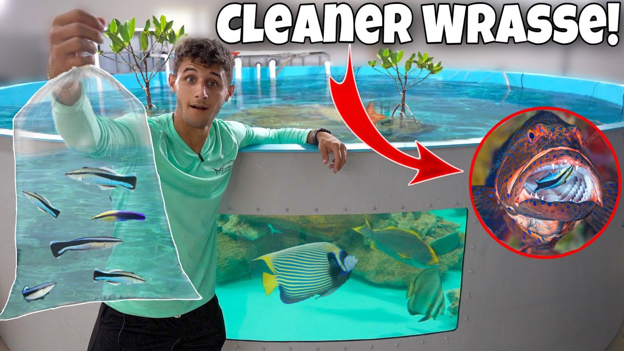 ADDING CLEANER WRASSE To My 6000G SALTWATER POND!!