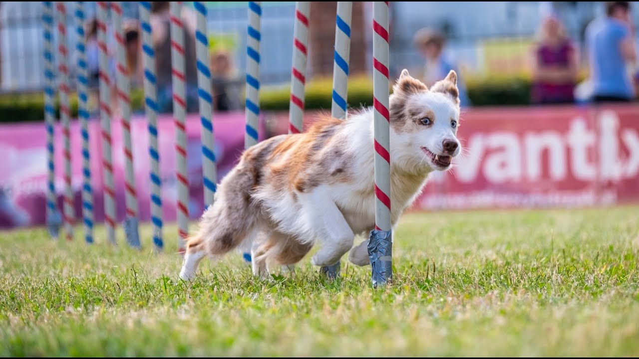 Joanna & Lorie - Dog Games 2023 Frizgility level 2