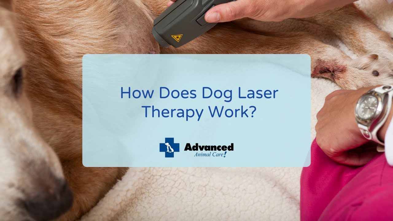How Does Dog Laser Therapy Work?