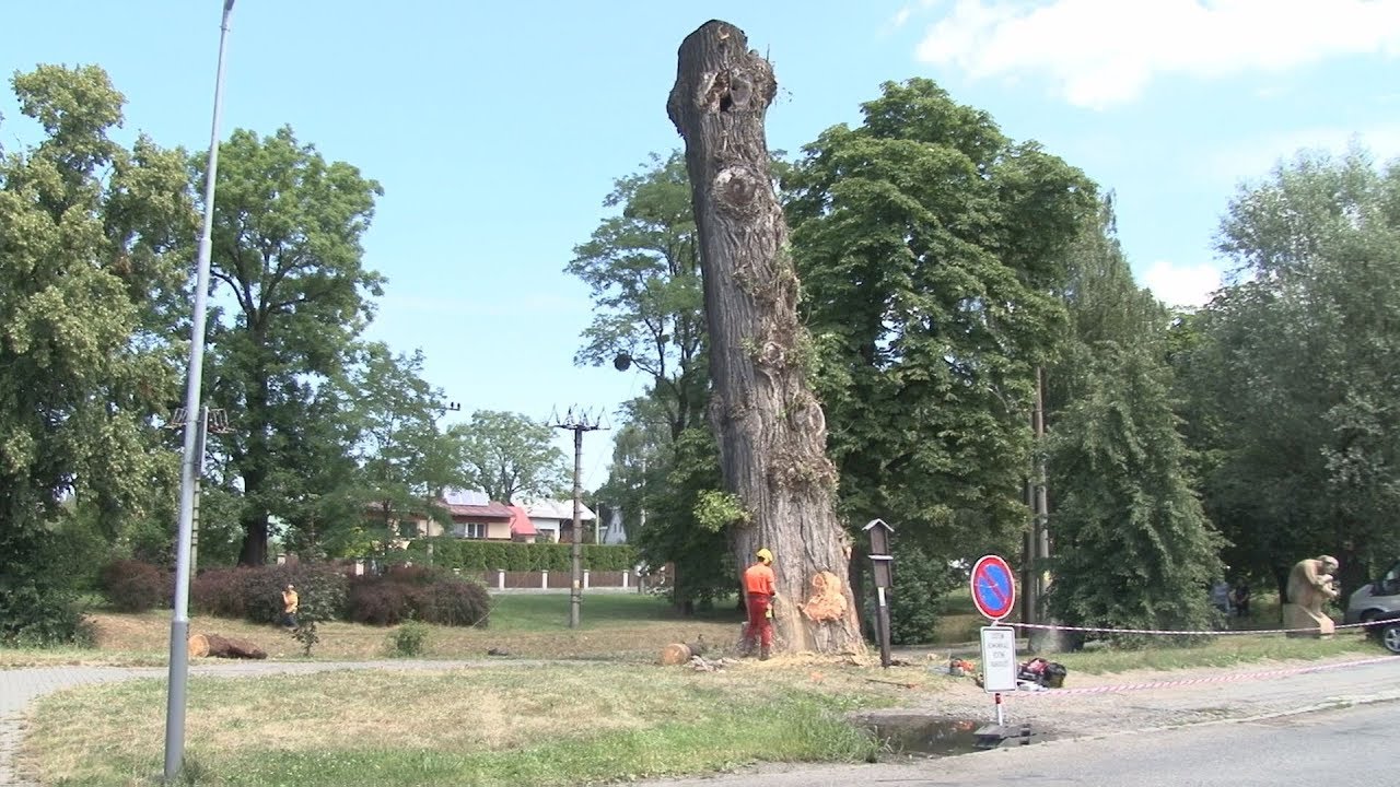 BEZ KOMENTÁŘE: Kácení nebezpečného topolu