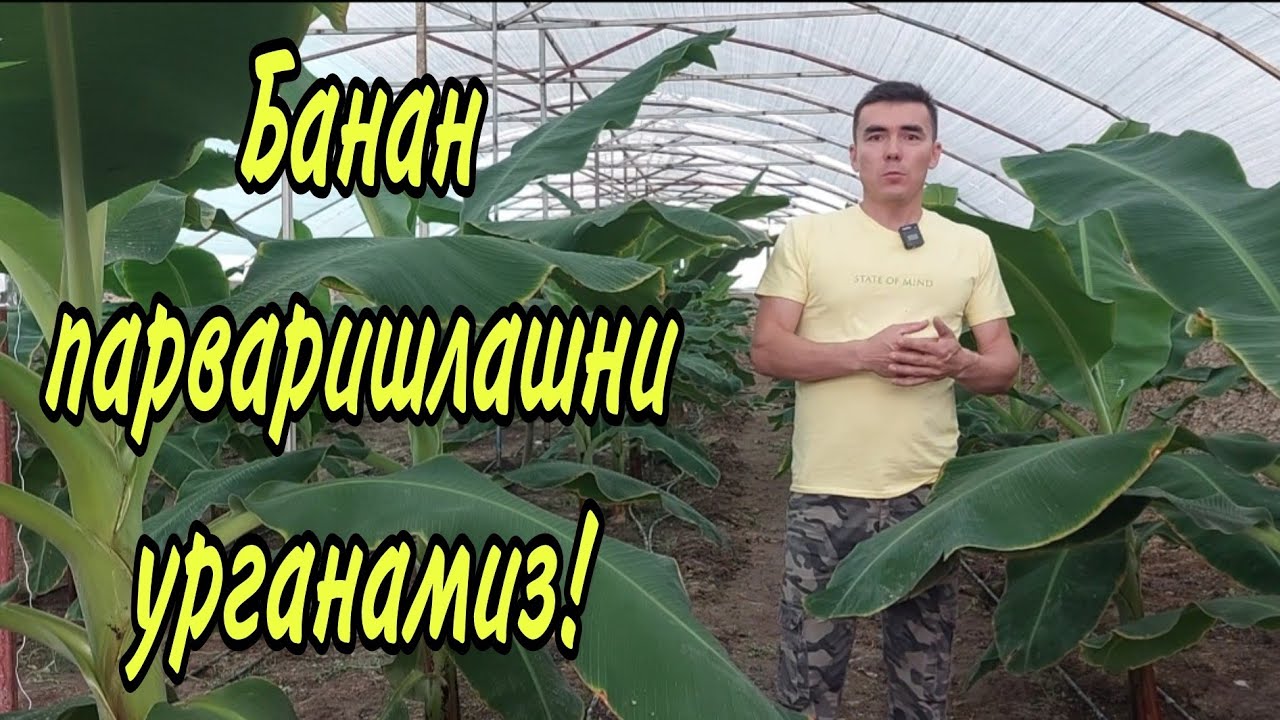 Банан парваришлашни урганамиз! 2-видео.