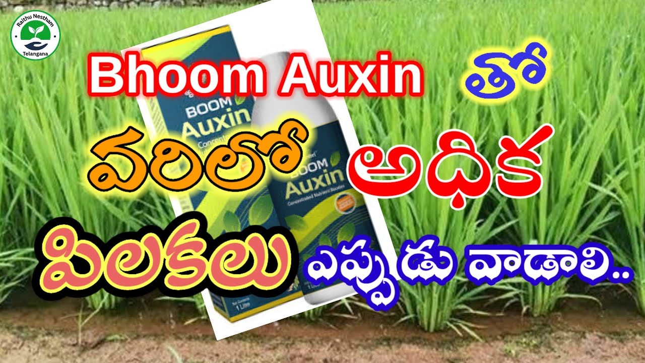 Bhoom Auxin తో  వరిలో అధిక పిలకలు ఎప్పుడు వాడాలి | #agriculture #farming | Raithu Nestham Telangana 