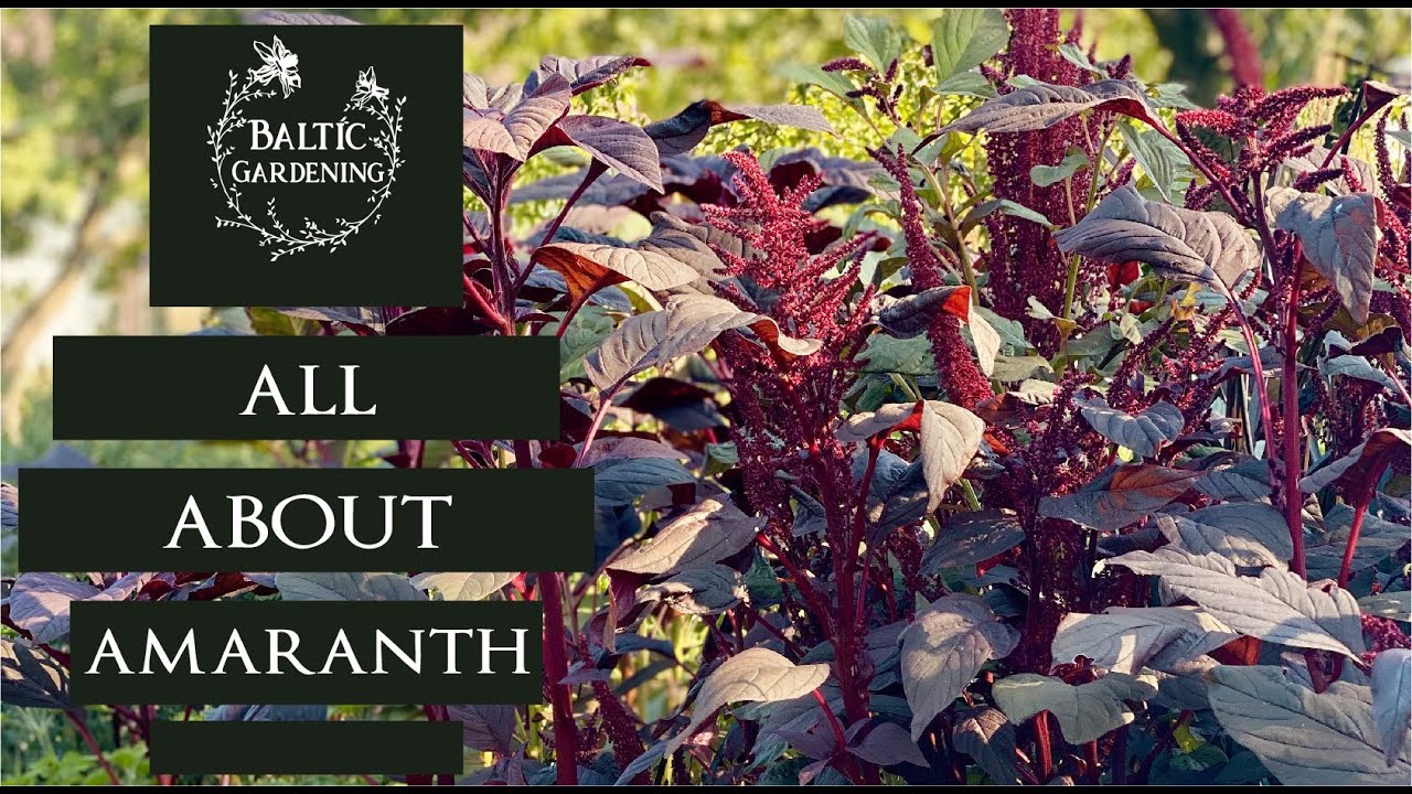 Planting amaranth in the garden. All about amaranth. Planting annuals. Baltic Gardening