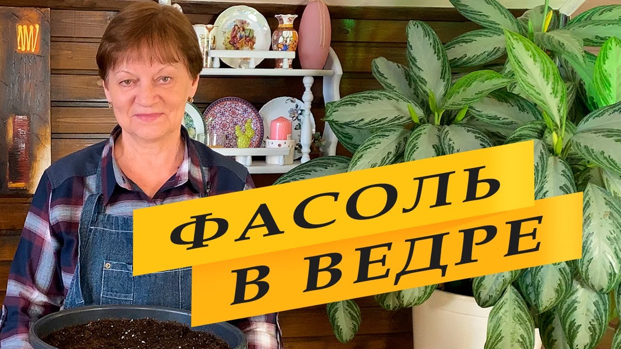 Фасоль в ведре для раннего урожая
