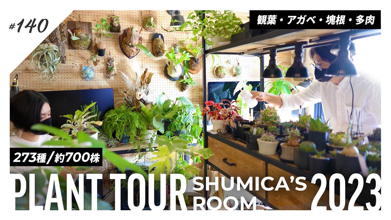 【PLANT TOUR】夫婦で育てる700株の観葉・アガベ・塊根植物を全て見せます｜Shumica's room 2023