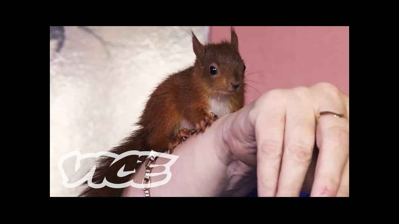 Baby Red Squirrels Orphaned by Hurricane Katrina | The Cute Show