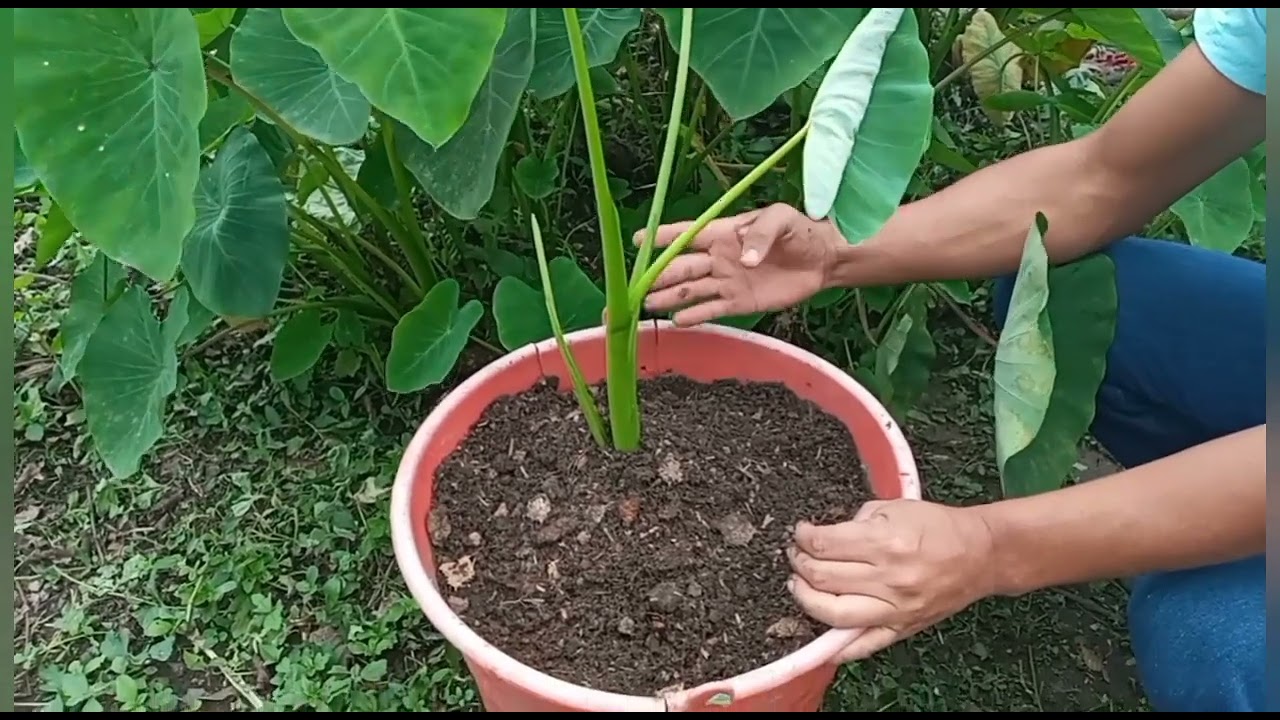 COMO  SEMBRAR MALANGA  O TARO EN MACETAS