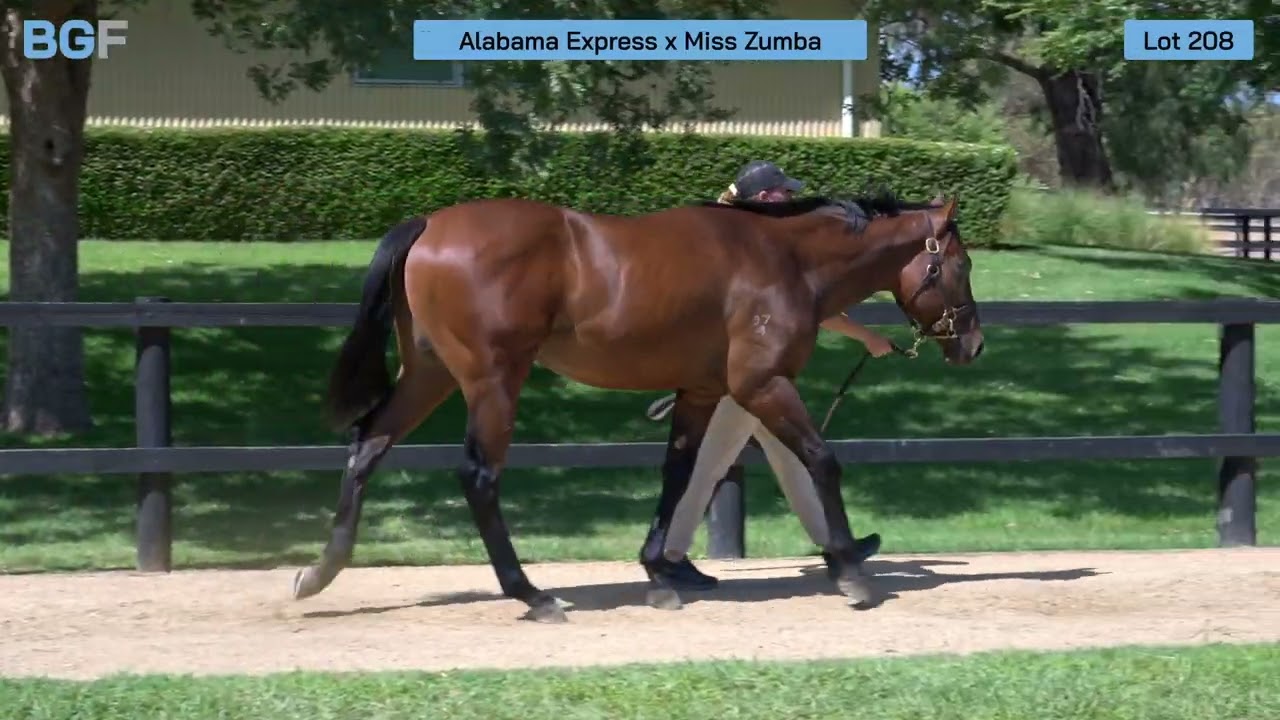 Lot 208 - Alabama Express x Miss Zumba colt - 2026 Inglis Premier Yearling Sale 