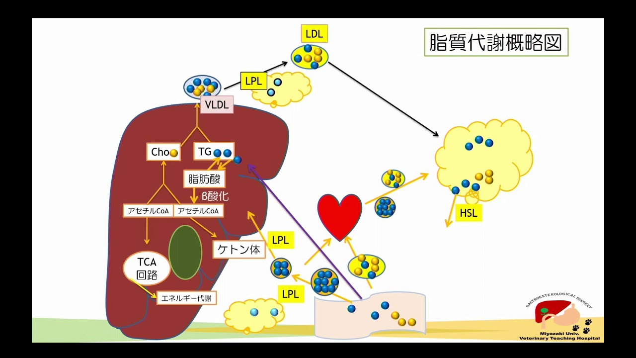脂質代謝　１回目―１