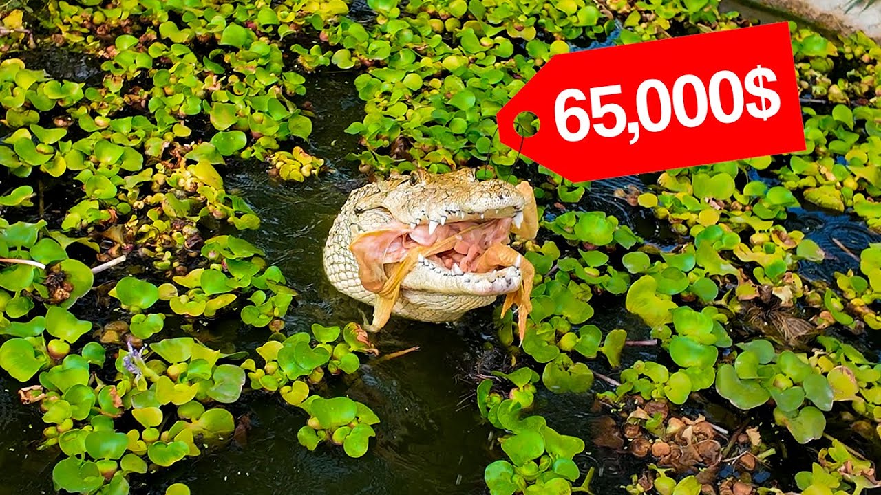 Asi se alimentan a los COCODRILOS Mas Caros a menos de 1 Metro (La Casa de Los Cocodrilos)