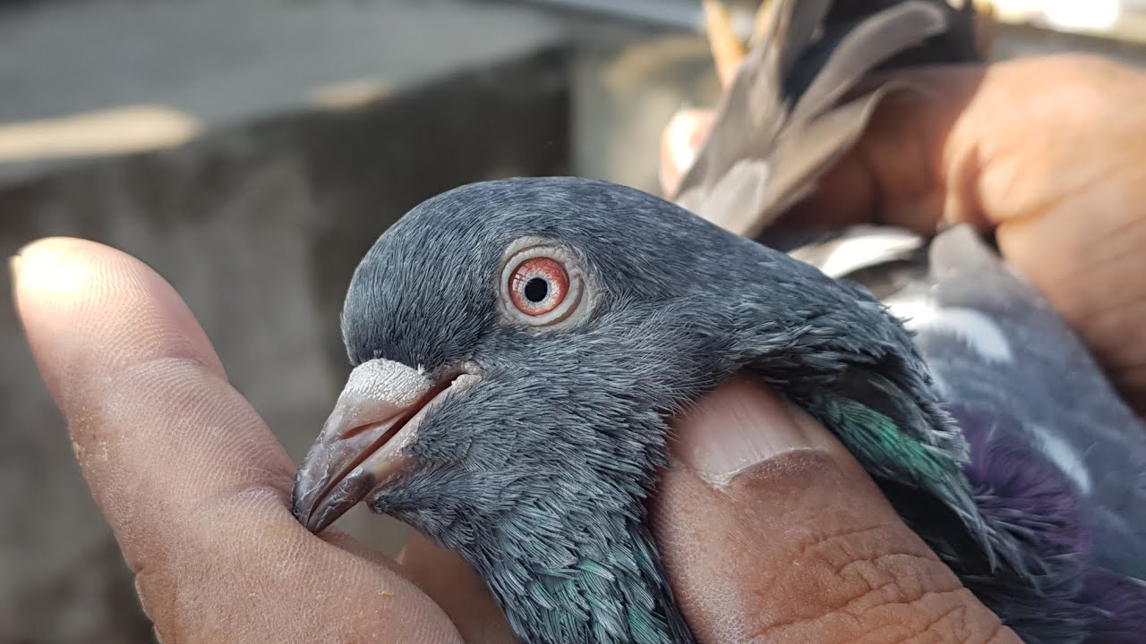 Pure Kamggar Pigeons of Malik Tufail 03084055446