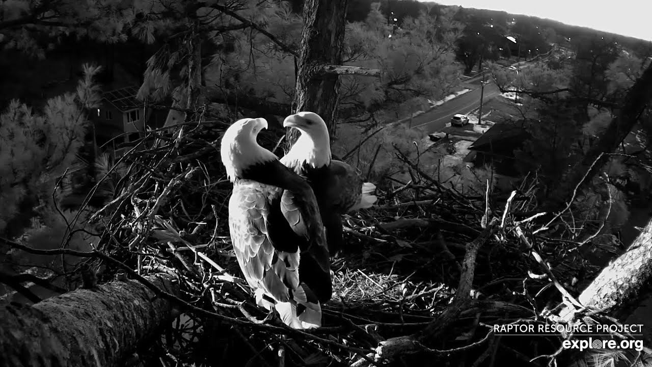 Trempealeau Eagles. Mrs T & Mr T spend early morning working on the nest - explore.org 02-09-2026