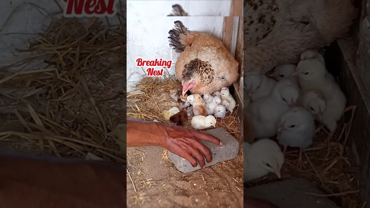 Hatching Completed #aseel #chicken