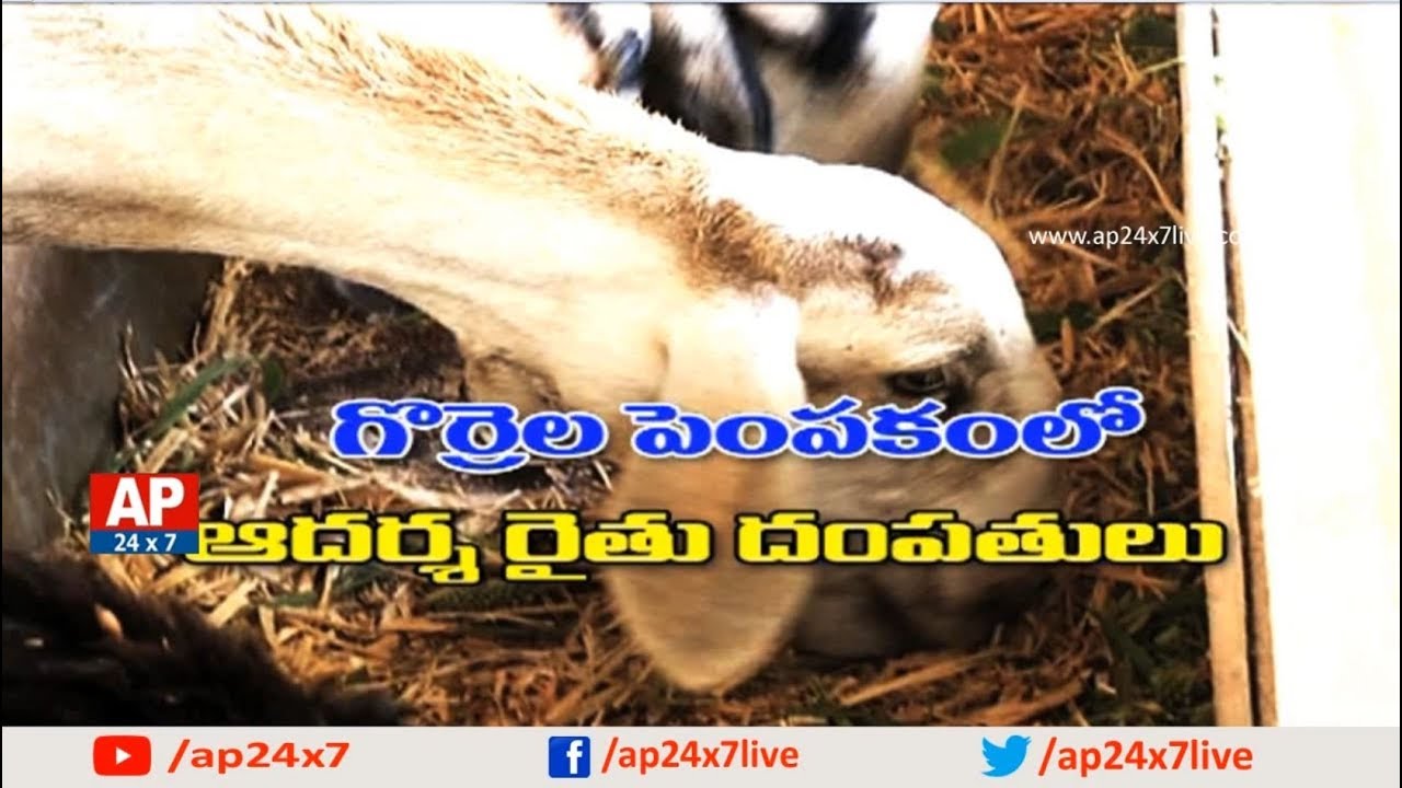 Success Story of Ideal Farmer Couple on Sheep Farming | Rythu Ratham | AP24x7