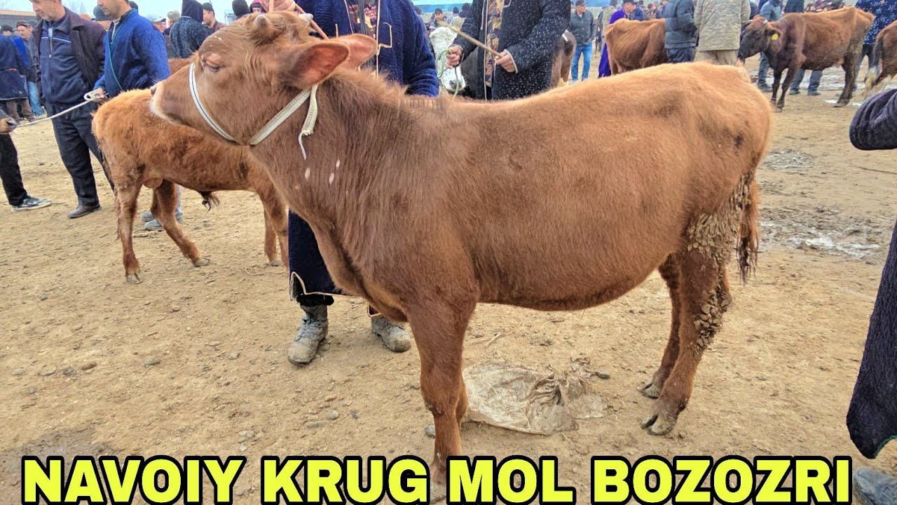 Navoiy krug mol bozozri yosh g'unojinlar va buqachalar narxlari  15 марта 2026 г.