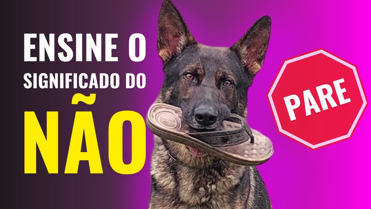 Como ENSINAR o cachorro ENTENDER a palavra 
