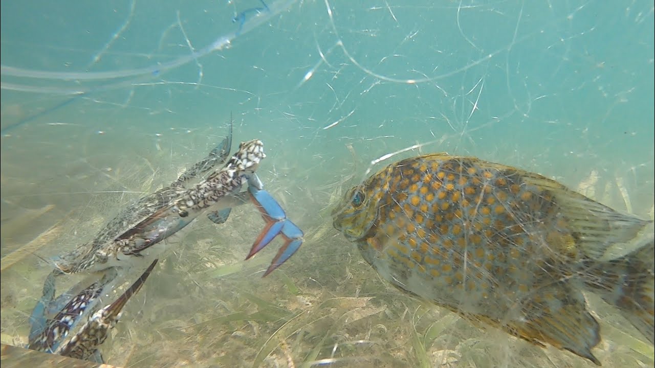 Net fishing gamit ang bagong lambat