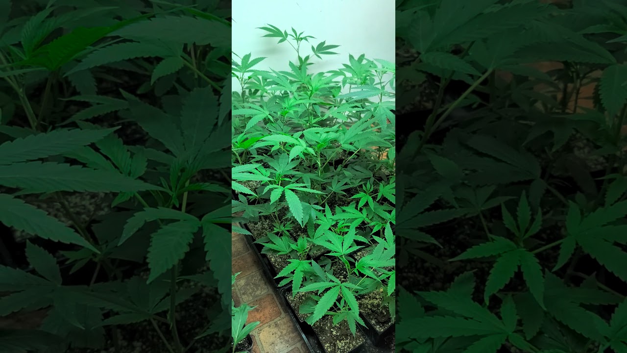 PB souffl&eacute; clones.