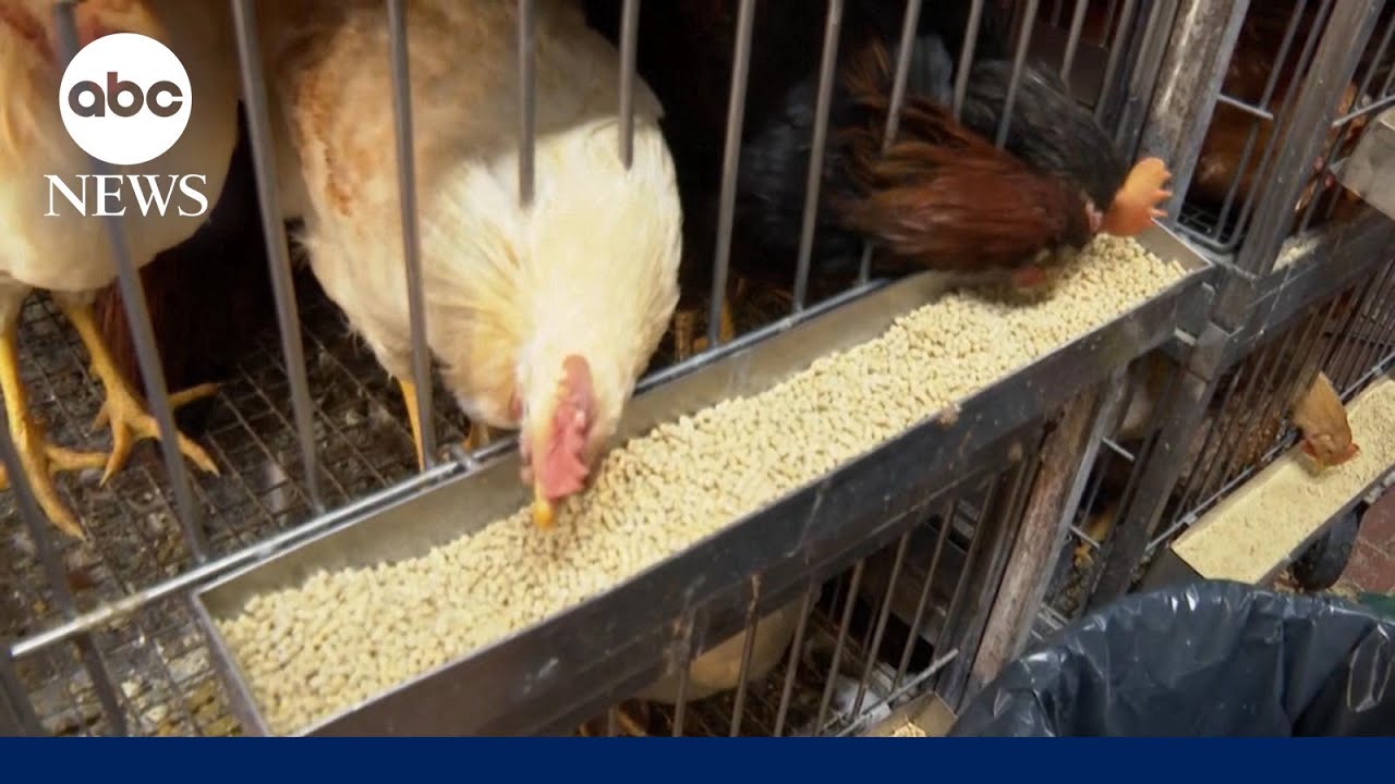Bird flu continues to devastate poultry farms in the US