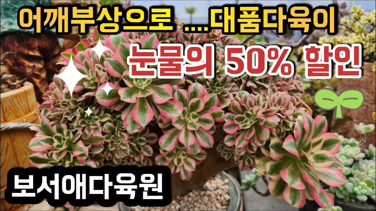 일단 보세요! ㅣ대품다육이 화분째 50%｜부상으로 인한 한정 판매 ㅣ