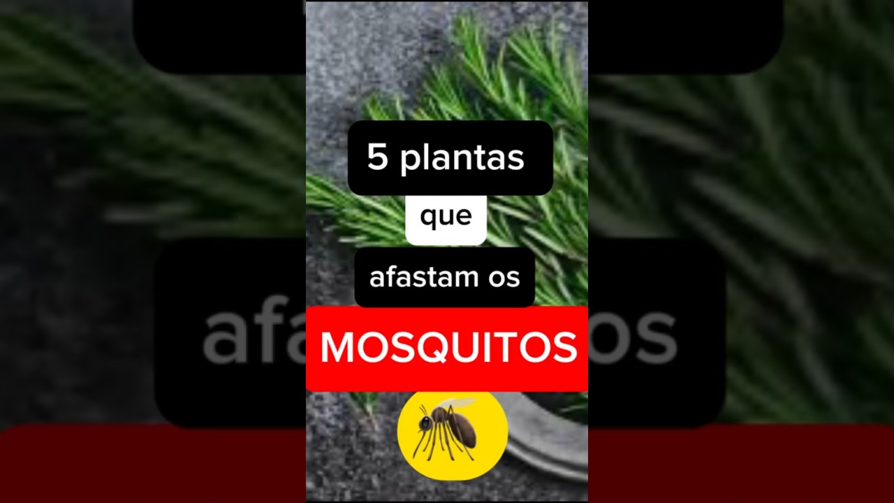 X&ocirc; mosquitos! Repelente natural  #dengue #plantas #mosquito