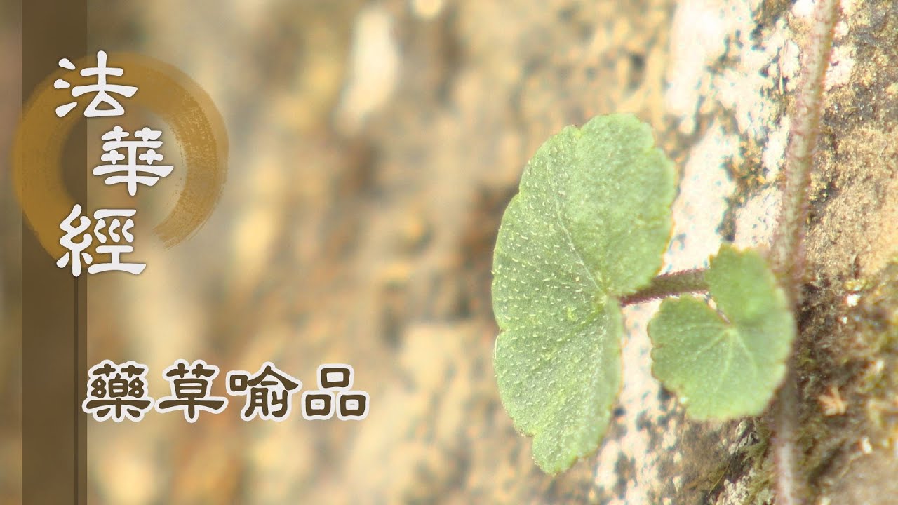 【靜思妙蓮華】法華經藥草喻品 - 佛音遍聞於三界 - 20210706 第885集