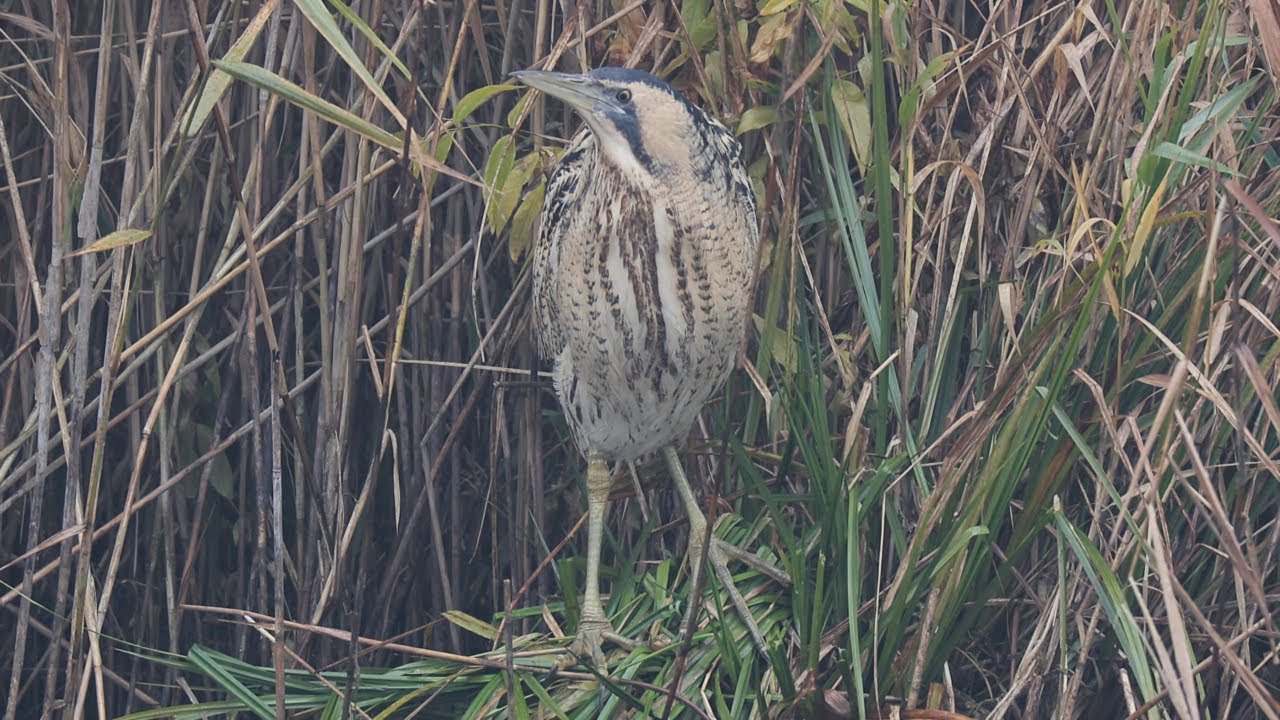 Die Rohrdommel (Botaurus Stellaris) - The Eurasian bittern or great bittern