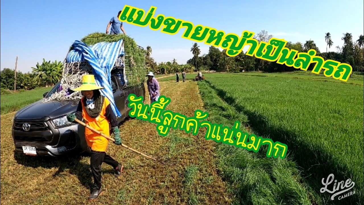 แบ่งขายหญ้าแพงโกล่าให้กับลูกค้าและต่อเครื่องตัดหญ้า0643166343