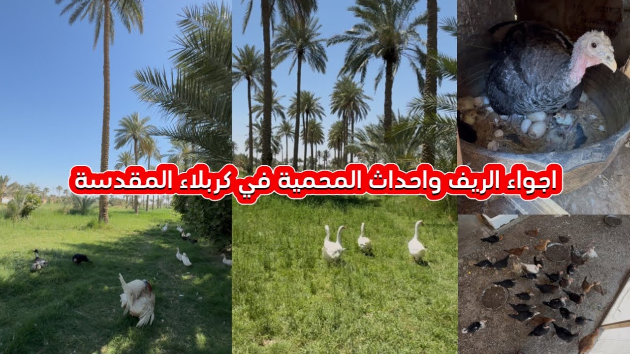 جولة في ريف ومحمية في كربلاء المقدسة قضاء الهندية ناحية الخيرات قرية الفيادة مع الطيور والحيوانات 😍🧡