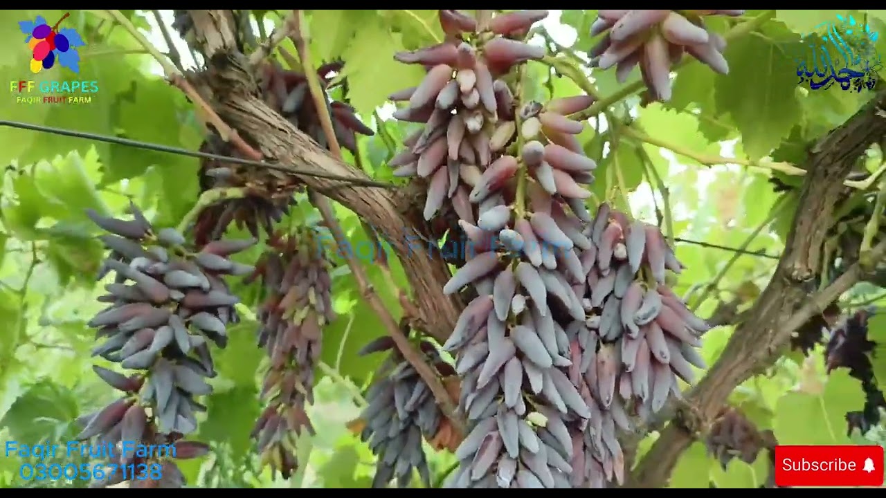 Grapes variety Which Finger Harvesting | Faqir Fruit Farm | Grapes Farming in Pakistan