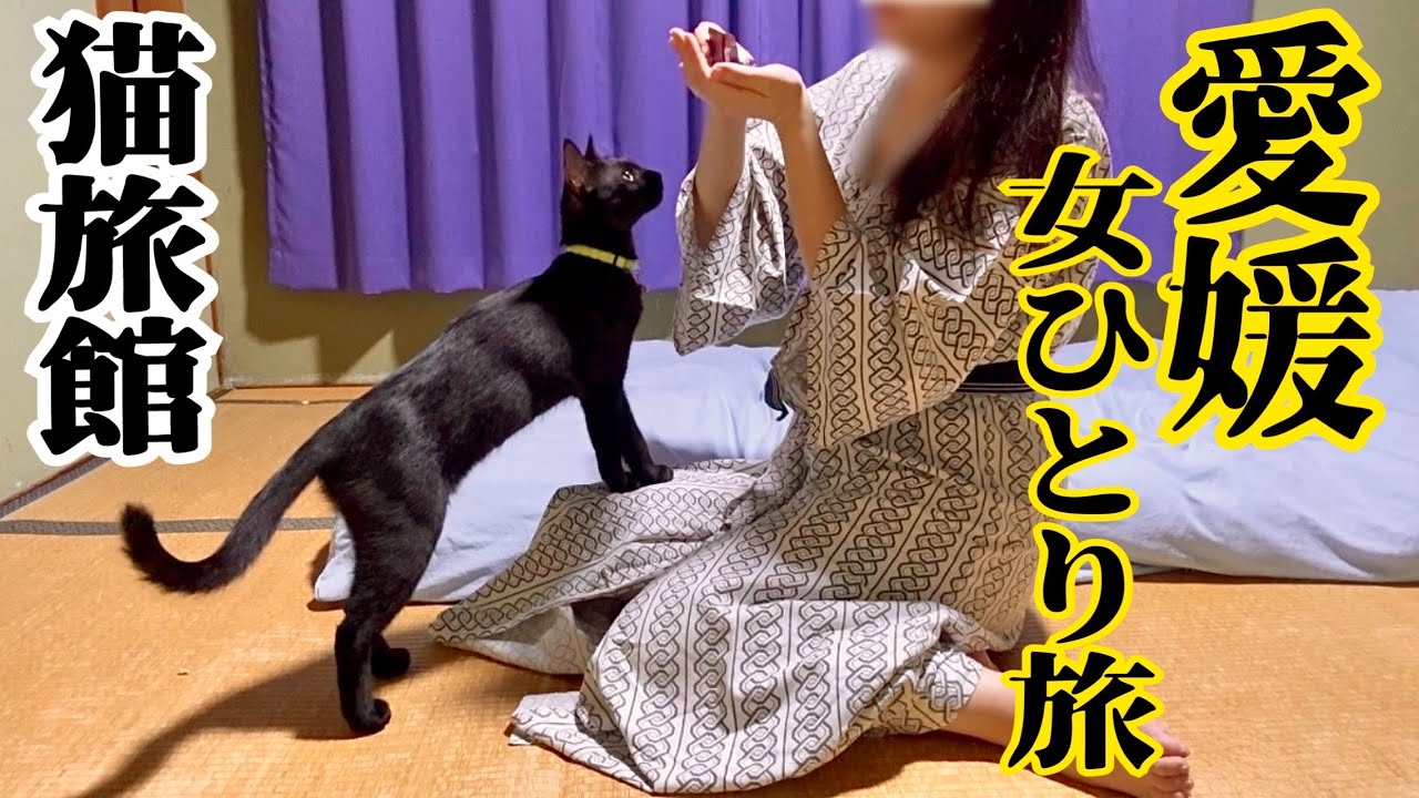 【愛媛・女ひとり旅】愛媛の猫旅館が最高だった・・宇和島城｜梅津寺｜【松楽旅館】