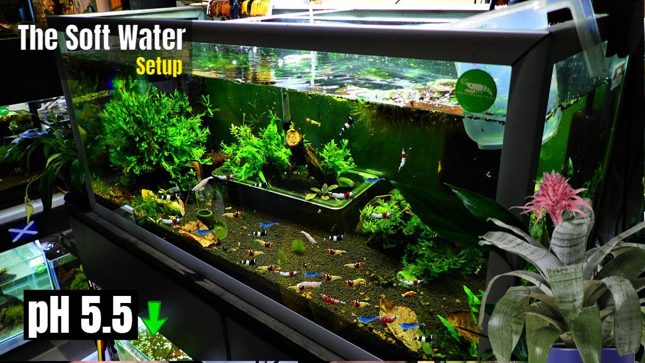 How To Lower Shrimp Tank pH Fast For Bee Shrimp