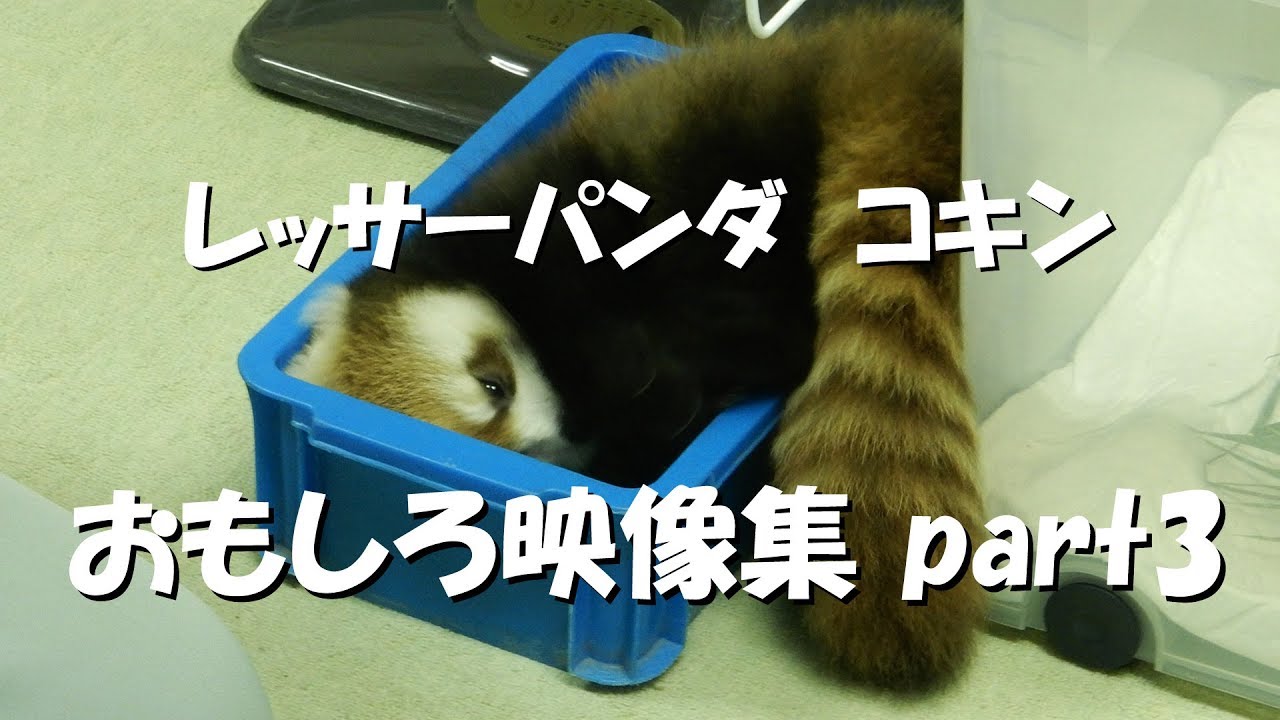レッサーパンダ　コキン　おもしろ映像集part3