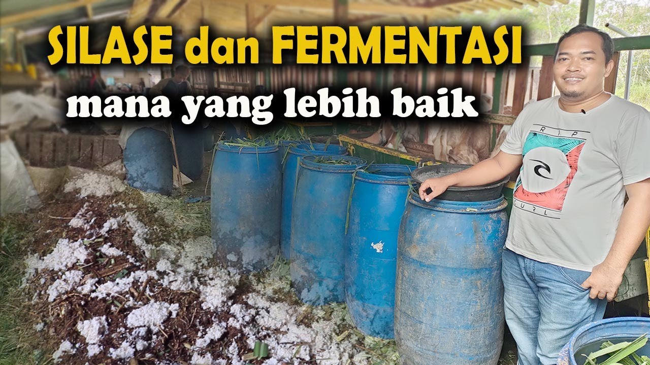 Ilmu Dasar Pakan Silase dan Fermentasi, Mana yang terbaik untuk Kambing Domba